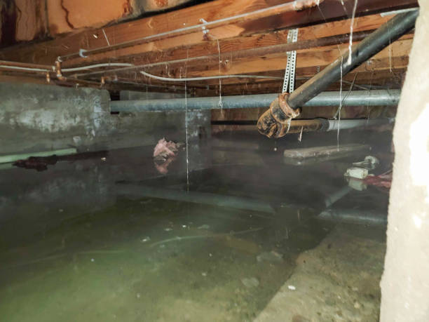 Best Mold removal after water damage  in Wd, AR